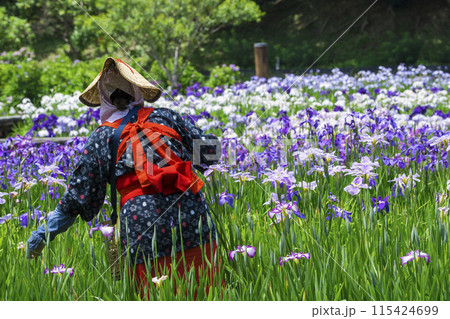 横須賀しょうぶ園で花を摘む女性 115424699