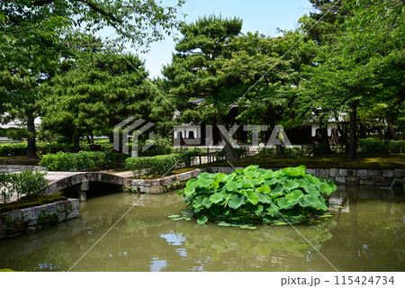 建仁寺　放生池（蓮池） 115424734