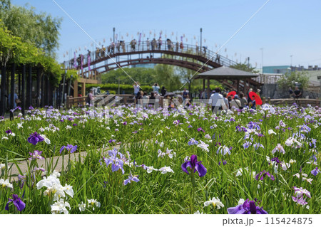 潮来あやめ祭り 115424875