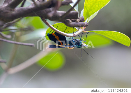 交尾しているキオビエダシャク イヌマキを食い荒らす異常発生している迷惑な蛾 交尾しているキオビエダシャク イヌマキを食い荒らす異常発生している迷惑な蛾 115424891