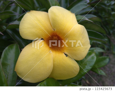 南国の黄色い花「アリアケカズラ」 南国の黄色い花「アリアケカズラ」 115425673