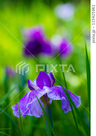 花菖蒲 115425961