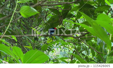 Blue Manakin bird singing on a branch in lush tropical forest 115426005