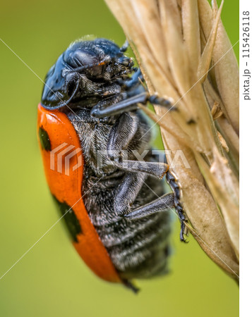 Ant bag beetle on a grass spike 115426118