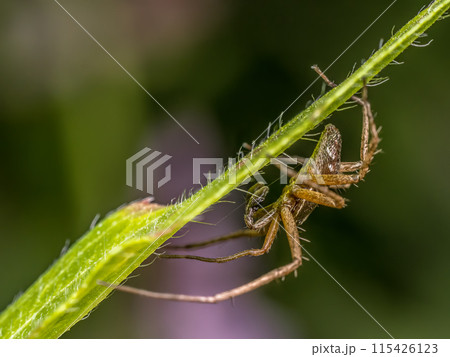 Nursery Web Spider on a green plant stem 115426123