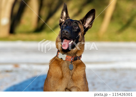 Sly and naughty puppy Malinois Sly and naughty puppy Malinois 115426301