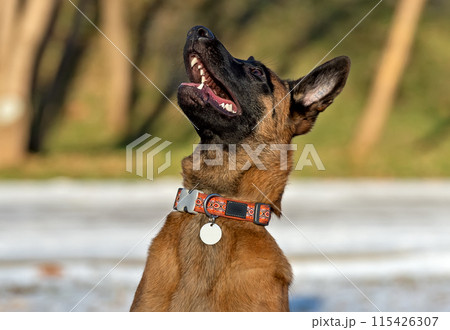 Malinois puppy looks up with interest Malinois puppy looks up with interest 115426307