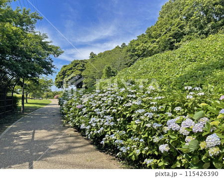 引地川親水公園　神奈川県藤沢市 115426390