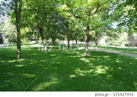 緑豊かな公園 緑豊かな公園 115427353