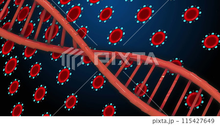 Image of dna over red cells on blue background 115427649