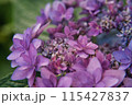 紫陽花 115427837