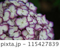 紫陽花 115427839