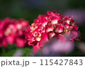 紫陽花 115427843