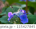 紫陽花と蜂 115427845