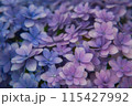 紫陽花 115427992