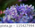 紫陽花 115427994
