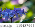 紫陽花 115427995