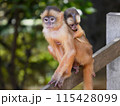 赤ちゃんをおんぶするシロガオオマキザル 115428099