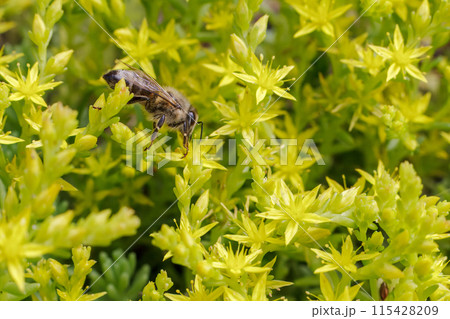 Sedum acre Aureum with a bee in the garden. Sedum acre Aureum with a bee in the garden. 115428209