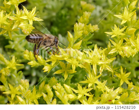 Sedum acre Aureum with a bee in the garden. 115428210