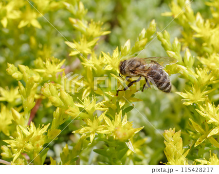 Sedum acre Aureum with a bee in the garden. 115428217