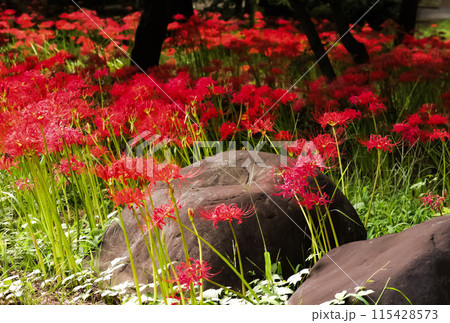 群生する彼岸花 115428573