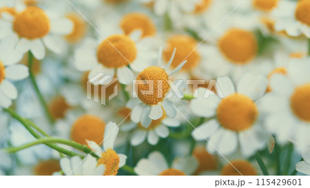 Lawn Daisy. White Yellow Blossom And Green Grass. White Chamomiles On Green Grass Background. 115429601