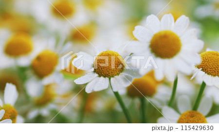 Beautiful Meadow In Springtime Full Of Flowering Daisies. Lawn In Spring. 115429630