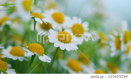 Daisy Flowers Growing On Meadow. Common Daisy. Field Of Chamomiles At Sunny Day At Nature. Daisy Flowers Growing On Meadow. Common Daisy. Field Of Chamomiles At Sunny Day At Nature. 115429784