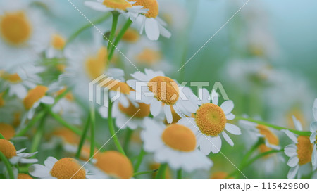 Daisy Flower Or Chamomile. Gardening Concept. Full Bloom In Mid Spring. Daisy Flower Or Chamomile. Gardening Concept. Full Bloom In Mid Spring. 115429800