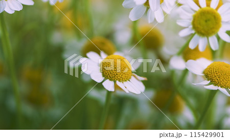 Large Field Of Daisies. Meadow Wildflowers Daisy. Chamomile Flowers Field. 115429901