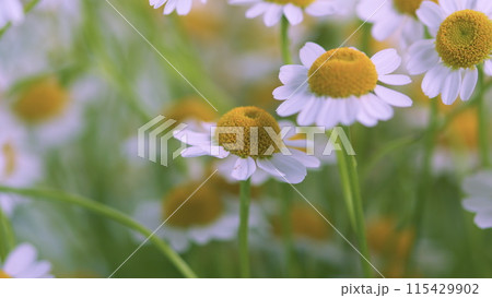 Concept Of Fidelity. Surface Of Green Grass With Daisies. Lot Of White Yellow Daisies. Concept Of Fidelity. Surface Of Green Grass With Daisies. Lot Of White Yellow Daisies. 115429902