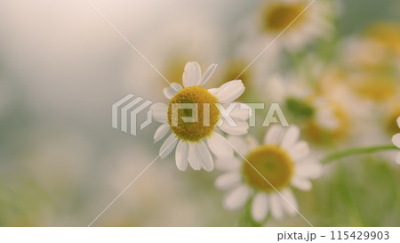 Flowering Of Daisies. Known As Common Daisy. Daisy Flowers Growing On Meadow. Flowering Of Daisies. Known As Common Daisy. Daisy Flowers Growing On Meadow. 115429903