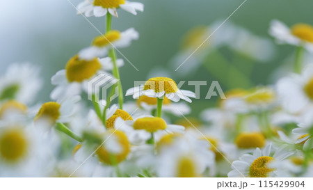 Daisy Flower Garden Full Bloom Plant. Chamomile Flowers Field Wide Background In Sun Light. Daisy Flower Garden Full Bloom Plant. Chamomile Flowers Field Wide Background In Sun Light. 115429904