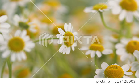 Lawn Daisy. White Yellow Blossom And Green Grass. White Chamomiles On Green Grass Background. 115429905