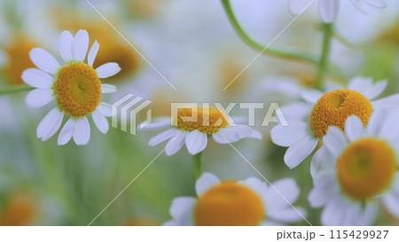 Daisy Flowers Growing On Meadow. Common Daisy. Field Of Chamomiles At Sunny Day At Nature. 115429927