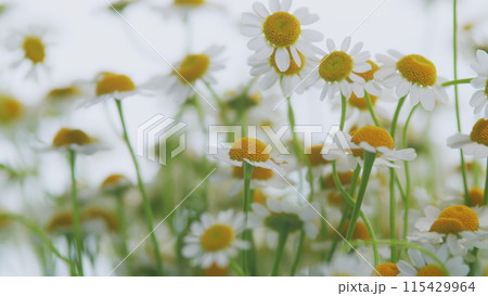 Daisy Flower Or Chamomile. Gardening Concept. Full Bloom In Mid Spring. 115429964
