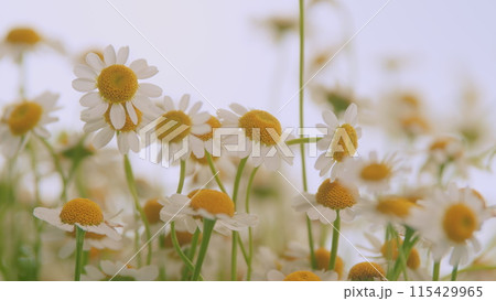 Field Of Chamomiles At Sunny Day At Nature. Common Daisy. Beautiful Summer Meadow. Field Of Chamomiles At Sunny Day At Nature. Common Daisy. Beautiful Summer Meadow. 115429965