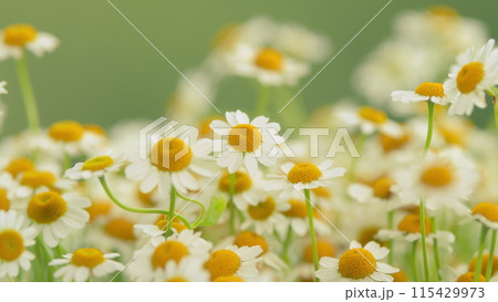Lawn Daisy. White Yellow Blossom And Green Grass. White Chamomiles On Green Grass Background. Lawn Daisy. White Yellow Blossom And Green Grass. White Chamomiles On Green Grass Background. 115429973
