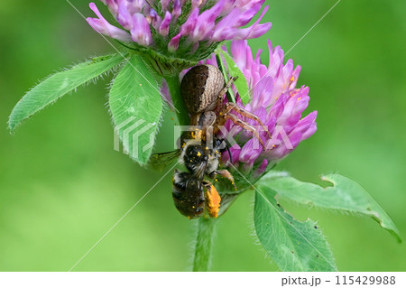 ミツバチを捕食中のカラカニグモ 115429988