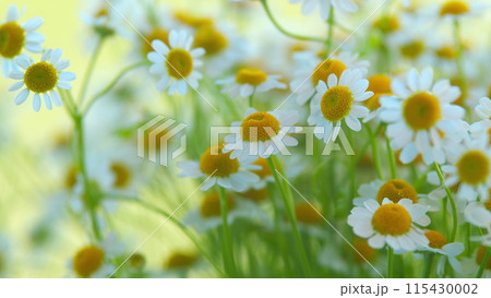 Large Field Of Daisies. Meadow Wildflowers Daisy. Chamomile Flowers Field. Large Field Of Daisies. Meadow Wildflowers Daisy. Chamomile Flowers Field. 115430002