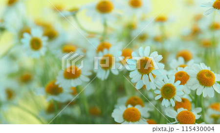 Flowering Of Daisies. Known As Common Daisy. Daisy Flowers Growing On Meadow. 115430004