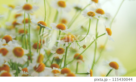Daisy Flower Or Chamomile. Gardening Concept. Full Bloom In Mid Spring. 115430044