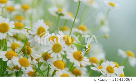 Beautiful Meadow In Springtime Full Of Flowering Daisies. Lawn In Spring. 115430067