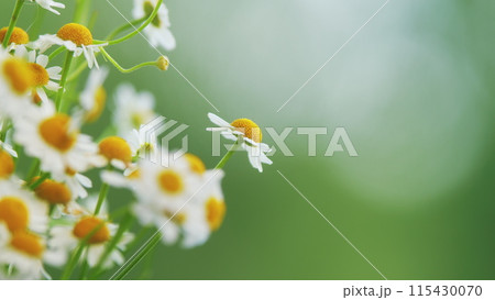 Field Of Chamomiles At Sunny Day At Nature. Common Daisy. Beautiful Summer Meadow. Field Of Chamomiles At Sunny Day At Nature. Common Daisy. Beautiful Summer Meadow. 115430070