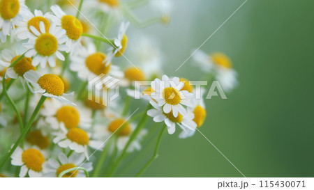 Large Field Of Daisies. Meadow Wildflowers Daisy. Chamomile Flowers Field. 115430071