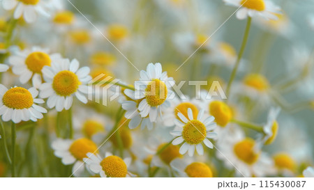 Daisy Flower Garden Full Bloom Plant. Chamomile Flowers Field Wide Background In Sun Light. 115430087