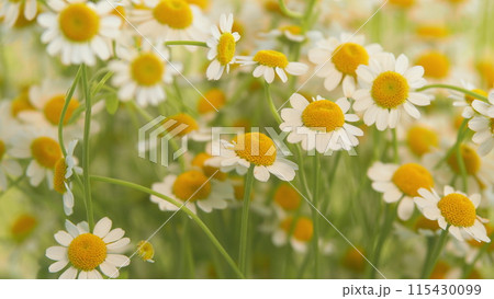 Daisy Flower Garden Full Bloom Plant. Chamomile Flowers Field Wide Background In Sun Light. Daisy Flower Garden Full Bloom Plant. Chamomile Flowers Field Wide Background In Sun Light. 115430099