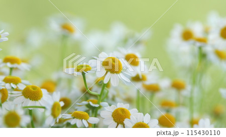 Tender Daisies Spring Background. Field Of Green Grass And Blooming Daisies. Tender Daisies Spring Background. Field Of Green Grass And Blooming Daisies. 115430110