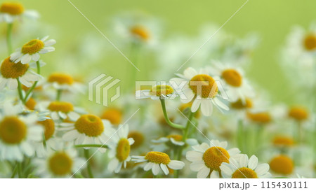 Beautiful Meadow In Springtime Full Of Flowering Daisies. Lawn In Spring. 115430111